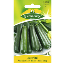 Zucchini Ambassador Quedlinburger Hybrid-Saatgut Gemüsesamen