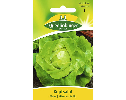 Salatsamen Kopfsalat 'Mai Wunder' Von Quedlinburger – Für Frühe Ernte Im Frühjahr & Herbst