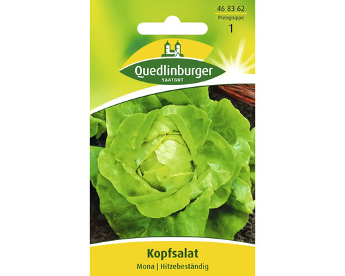 Kopfsalat 'Mona' Quedlinburger Salatsamen