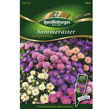 Sommeraster Zwergmischung Saatgutpackung