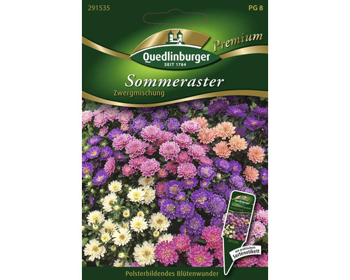 Sommeraster Zwergmischung Quedlinburger Blumensamen