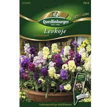 Levkoje Duftbouqet Blumensamenpackung