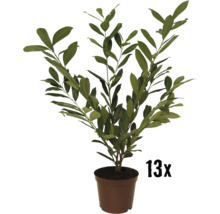 Kirschlorbeer 'Caucasica' FloraSelf Prunus laurocerasus 'Caucasica' H 80-100 cm Co 10 L Mindestbestellmenge 13 Stk. für ca. 5 m Hecke-thumb-0