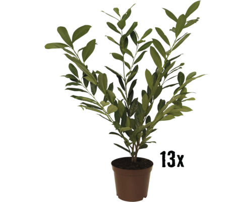 Kirschlorbeer 'Caucasica' FloraSelf Prunus laurocerasus 'Caucasica' H 80-100 cm Co 10 L Mindestbestellmenge 13 Stk. für ca. 5 m Hecke-0