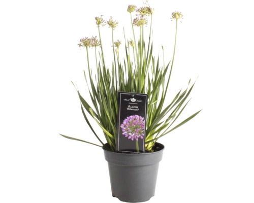 Allium Millenium im Topf