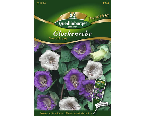 Glockenrebe 'Glockenklang' Quedlinburger Blumensamen