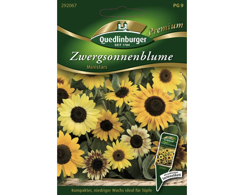 Zwergsonnenblume 'Ministars' Quedlinburger Blumensamen