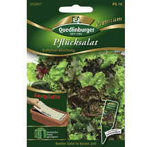 Quedlinburger Pflücksalat Babyleaf Mischung Saatplatte für Gewächshaus geeignet