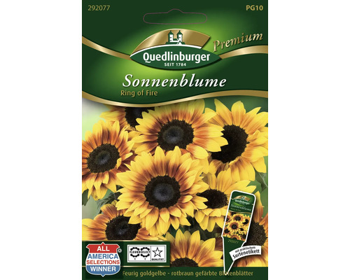 Sonnenblume 'Ring of Fire' Quedlinburger Blumensamen