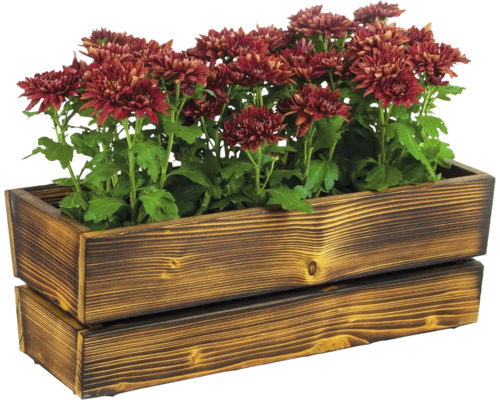 Chrysanthemen in einem Pflanzkasten aus Holz