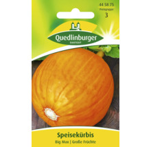 Speisekürbis Big Max Samenpackung von Quedlinburger Saatgut