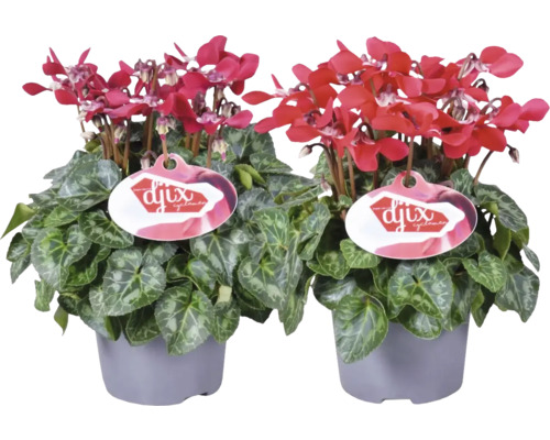 Zimmer-Alpenveilchen FloraSelf Cyclamen 'Djix' H 20-25 cm Ø 12 cm Topf rot