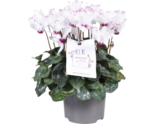 Zimmer-Alpenveilchen duftend FloraSelf Cyclamen 'De Morel' H 20-25 cm Ø 12 cm Topf Topf-Zyklame mit weißen Blüten und Zieretikett in einem grauen Topf