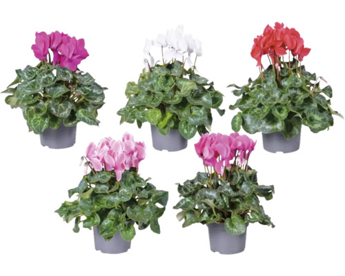 Zimmer-Alpenveilchen FloraSelf Cyclamen 'Fuji' H 20-25 cm Ø 13 cm Topf