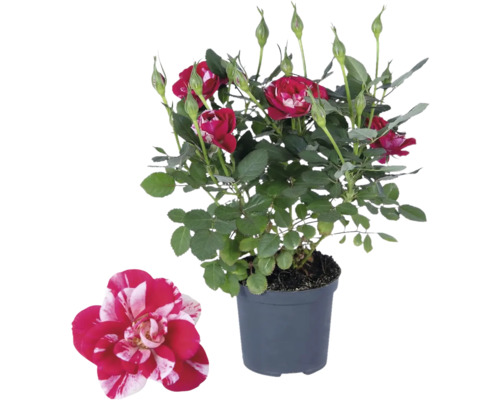 Zimmerrose FloraSelf Rosa Hybride 'Party Gigi' H 30-40 cm Ø 10,5 Topf