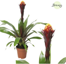 Guzmania Zimmerpflanze im Topf