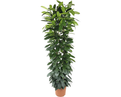 Afrikanische Feigenbaum FloraSelf Ficus cyathistipula H ca. 180 cm Ø 32 cm Topf Ficus Alii Zimmerpflanze im Topf