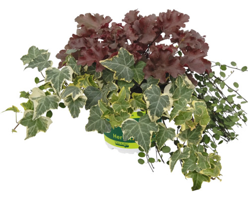 TrioMio Herbstzauber FloraSelf Staudenkombination für Pflanzkübel H 10-40 cm Co 5 L Herbstzauber-Pflanzengesteck mit Efeu und Purpurglöckchen