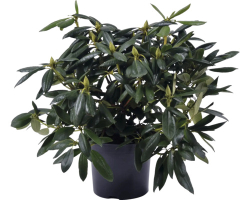 Rhododendron im Topf mit grünen Blättern und Blütenknospen