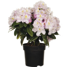 Rhododendron im Topf mit hellen Blüten