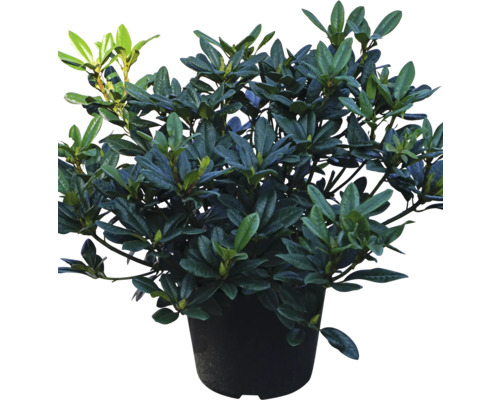 Rhododendron im Topf