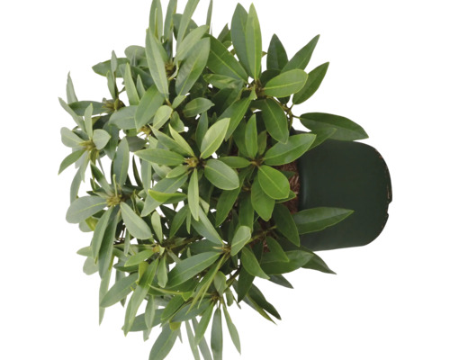 Rhododendron im Topf von oben