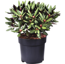 Großblumige Alpenrose FloraSelf Rhododendron Hybride 'Wine and Roses' ® H 30-40 cm Co 6 L-thumb-2