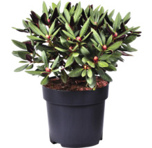 Großblumige Alpenrose FloraSelf Rhododendron Hybride 'Wine and Roses' ® H 30-40 cm Co 6 L-thumb-2 Großblumige Alpenrose FloraSelf Rhododendron Hybride 'Wine and Roses' ® H 30-40 cm Co 6 L-thumb-2