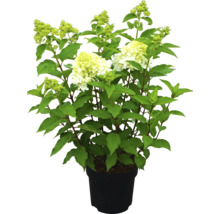 Rispenhortensie in einem Topf