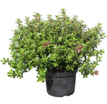 Andenstrauch 'Red Dream' FloraSelf Escallonia ‘Red Dream‘ H 30-40 cm Co 4,5 L-thumb-1
