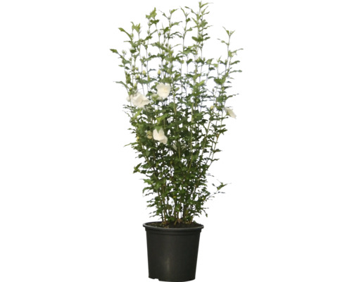 Hibiskus im Topf mit Blüten und grünen Blättern