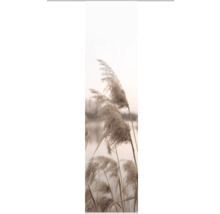 Schilfgras am Seeufer