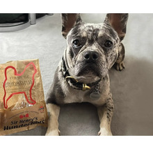 Eine Französische Bulldogge mit Hundechips der Marke Sir Henrys.