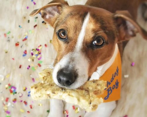 Jack Russell Terrier mit Knochen und Halstuch mit der Aufschrift Birthday Boy