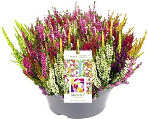 7 Farben Knospenheide FloraSelf Calluna vulgaris Beauty Ladies Mosaica Ø 23 cm Topf versch. Farben