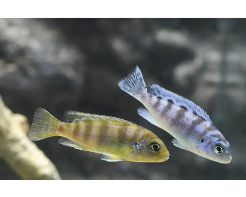 Fisch Prachtmaulbrüter - Maylandia lombadoi, Lilienmaulbrüter, Lombardos Maulbrüter Zwei Buntbarsche im Aquarium