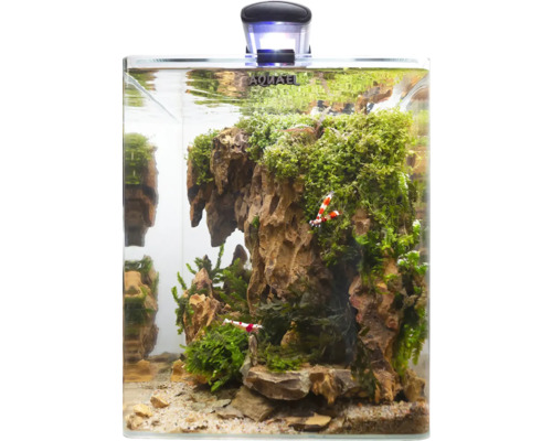 Aquarium mit Pflanzen, Steinen und Garnelen