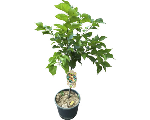 Aprikosenbaum im Topf