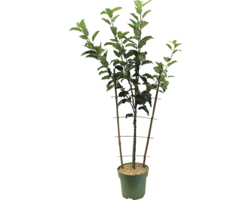 Apfelbaum im Topf mit Stützkonstruktion