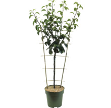 Bio Herbstbirne Spalier FloraSelf Bio Pyrus communis 'Conférence' H 80-100 cm Co 5 L-thumb-1