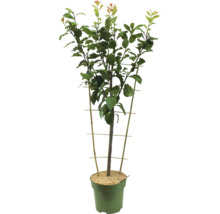 Bio Zwetschgenbaum Spalier FloraSelf Prunus domestica 'Hauszwetschge' H 80-100 cm Co 5 L-thumb-1
