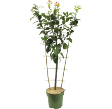 Bio Zwetschgenbaum Spalier FloraSelf Prunus domestica 'Hauszwetschge' H 80-100 cm Co 5 L-thumb-1 Bio Zwetschgenbaum Spalier FloraSelf Prunus domestica 'Hauszwetschge' H 80-100 cm Co 5 L-thumb-1