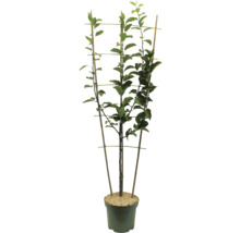 Bio Apfel Trio Spalier H ca. 100-120 cm Co 7,5 L Apfelsorten Cox Orange-Elstar-Goldparmäne
