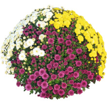 Chrysanthemenbusch mit weißen, gelben und violetten Blüten