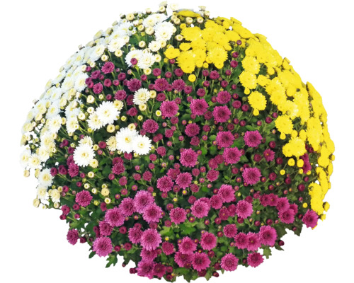 Chrysantheme Party Trio FloraSelf Chrysanthemum indicum Trio Ø 19 cm Topf Durchmesser Pflanze ca. 55 cm zufällige Sortenauswahl