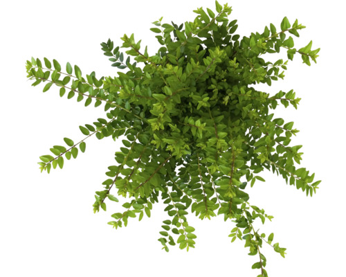 Draufsicht einer immergrünen Heckenmyrte Pflanze