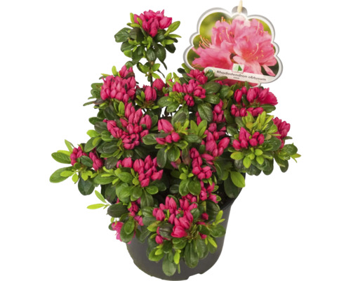 Japanische Azalee im Topf mit roten Blüten