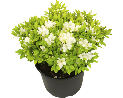 Azalee im Topf mit weißen Blüten und grünen Blättern