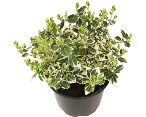 Weißbunte Kriechspindel FloraSelf Euonymus fortunei 'Emerald Gaiety' Ø 13 cm Topf