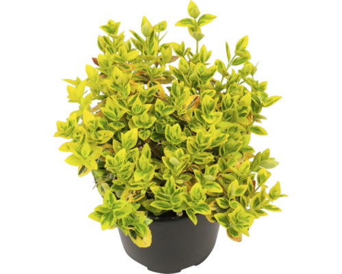 Gelbbunte Kriechspindel FloraSelf Euonymus fortunei 'Emerald n Gold' Ø 13 cm Topf